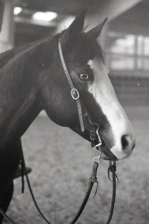 Tête de cheval bai en licol, en noir et blanc