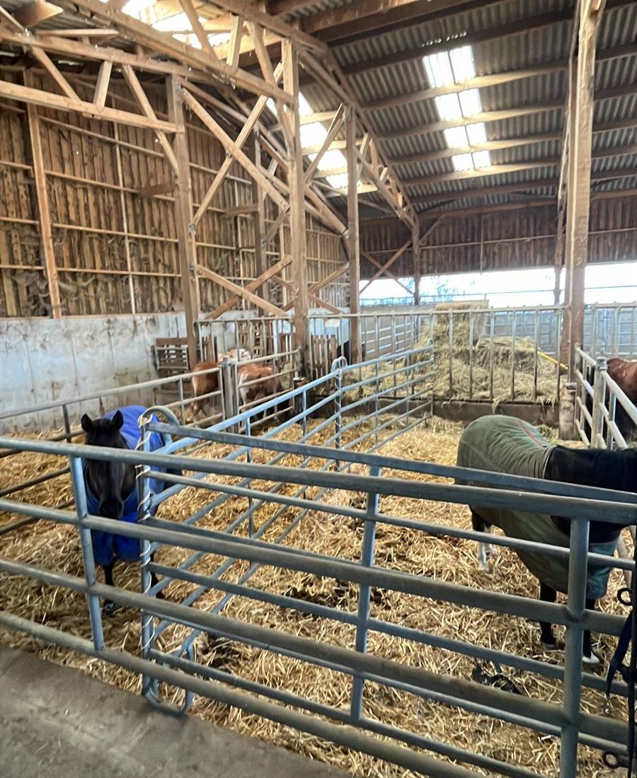 Stabulation paillée avec des chevaux couverts